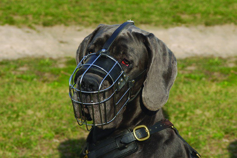 Dog muzzle. How to choose and train a dog?
