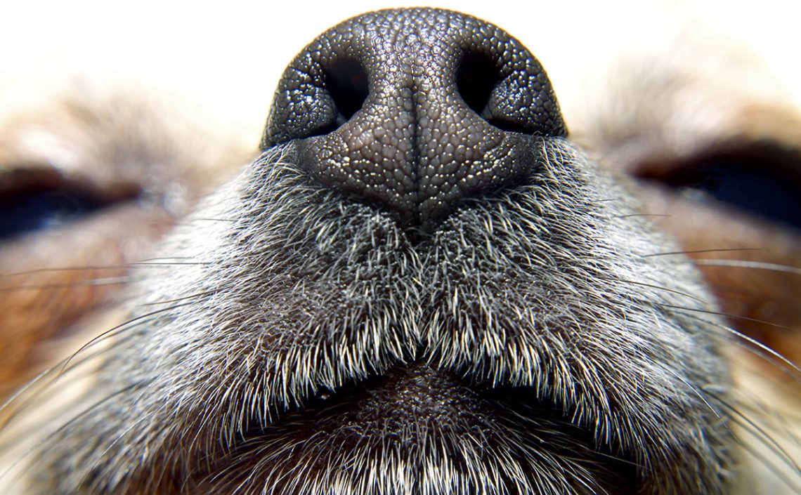 Dog nose: can anything compare to it?