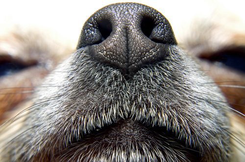 Dog nose: can anything compare to it?