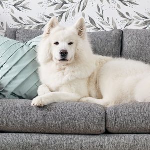 “Dog on the sofa”