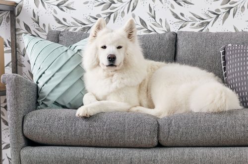 &#8220;Dog on the sofa&#8221;