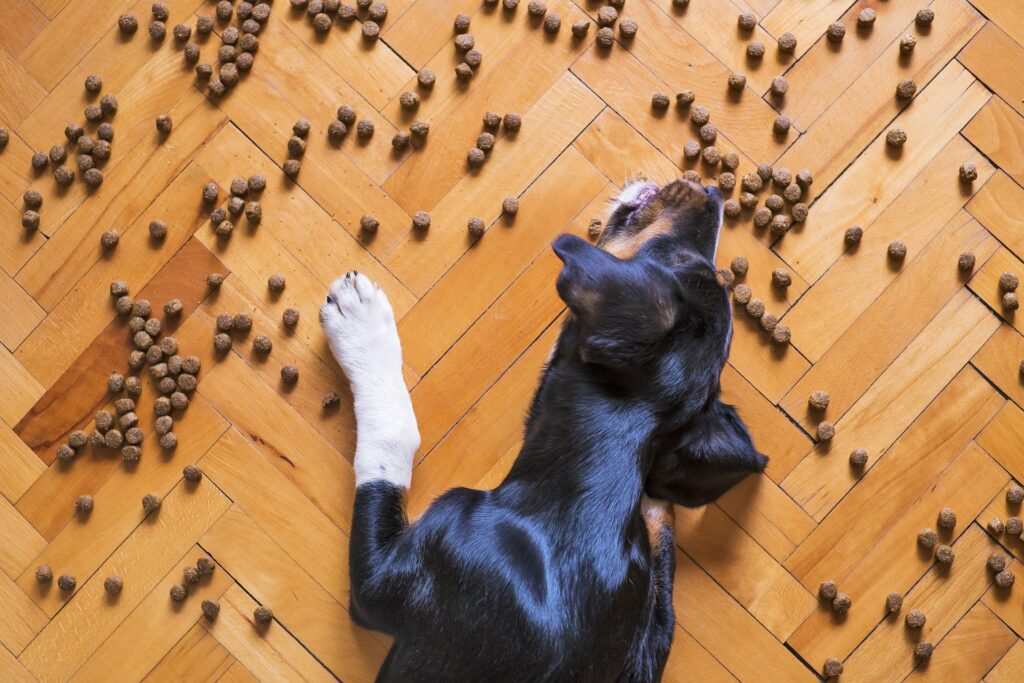 Dog playing with food and bowl