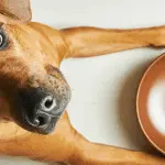 Dog playing with food and bowl