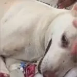 dog rape