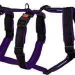 Dog safety base