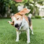 dog shakes head