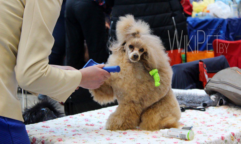 Dog show: what to bring?