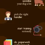 Dog show: what to bring?