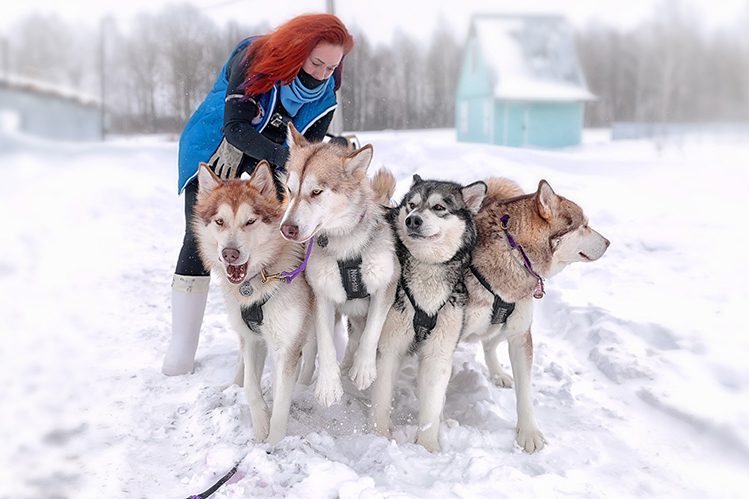 Dog sledding: everything you wanted to know