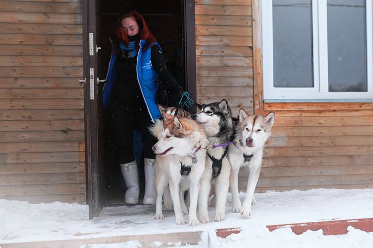 Dog sledding: everything you wanted to know