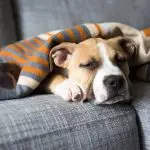 dog sleep deprivation
