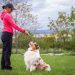 What Commands Every Dog Should Know