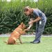 How to teach a dog the voice command?