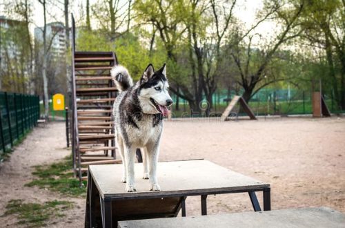 Dog training grounds in Moscow