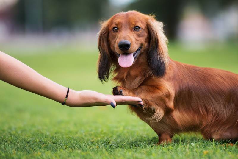 Dog training: how to teach basic commands?