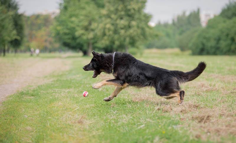 Dog training: how to teach basic commands?