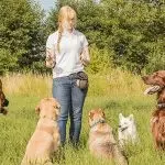 Dog training: on your own or with a trainer?