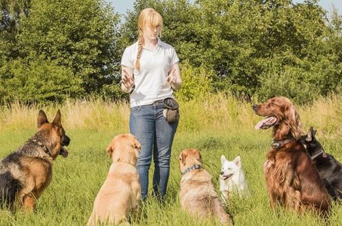 Dog training: on your own or with a trainer?