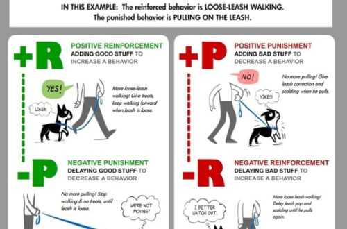 Dog Training: Reinforcement and Punishment