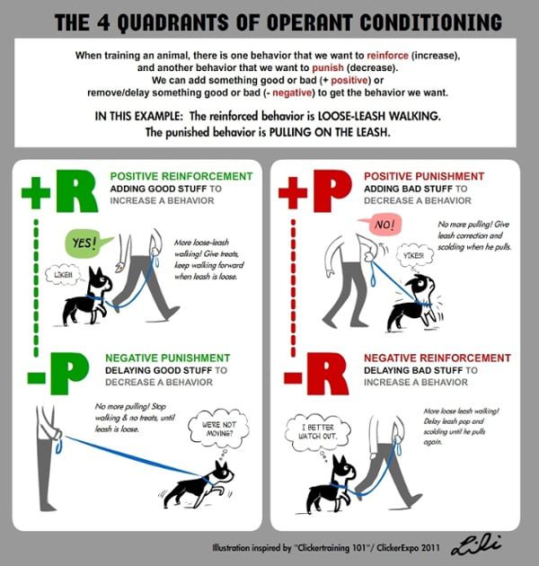 Dog Training: Reinforcement and Punishment