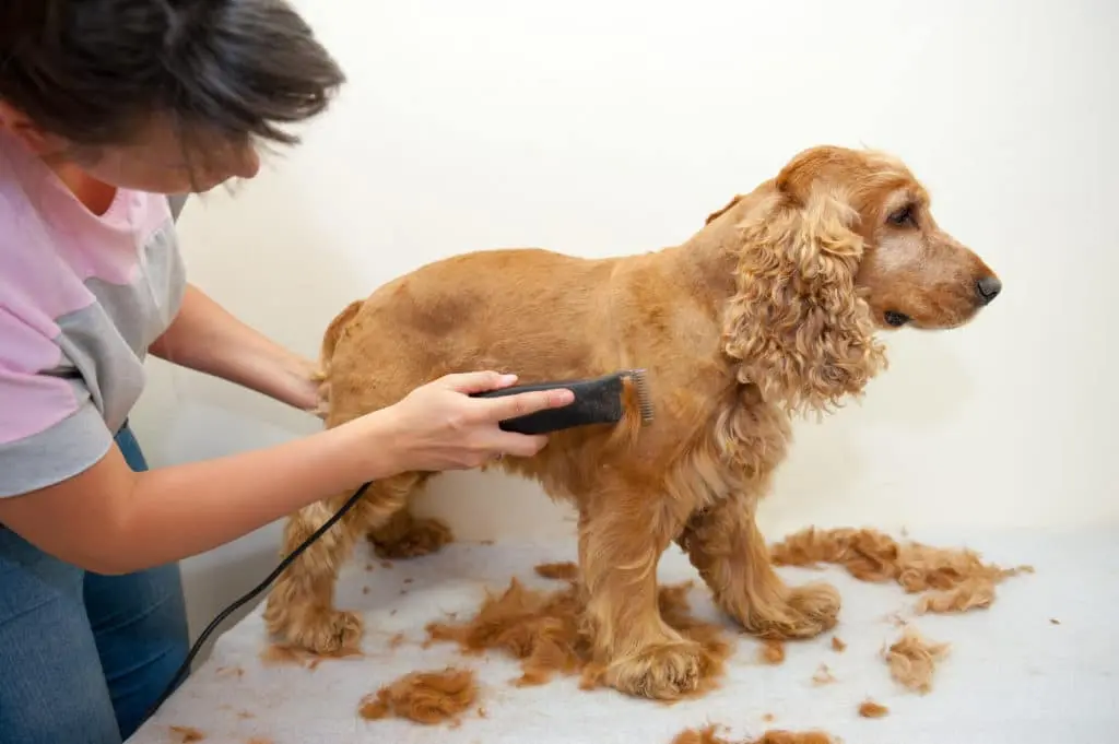 Dog trimming