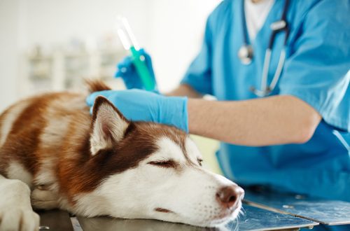 Dog vaccination: rules, myths and reality