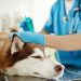 Vaccination of adult dogs
