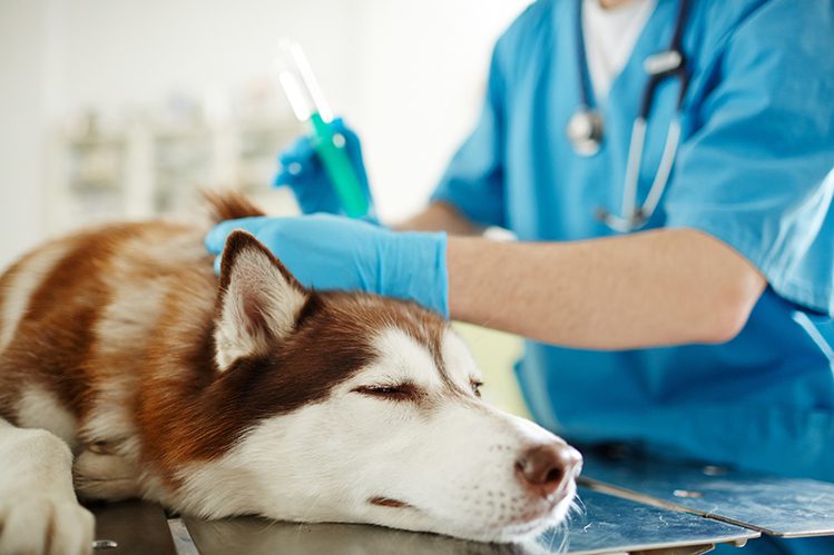 Dog vaccination: rules, myths and reality