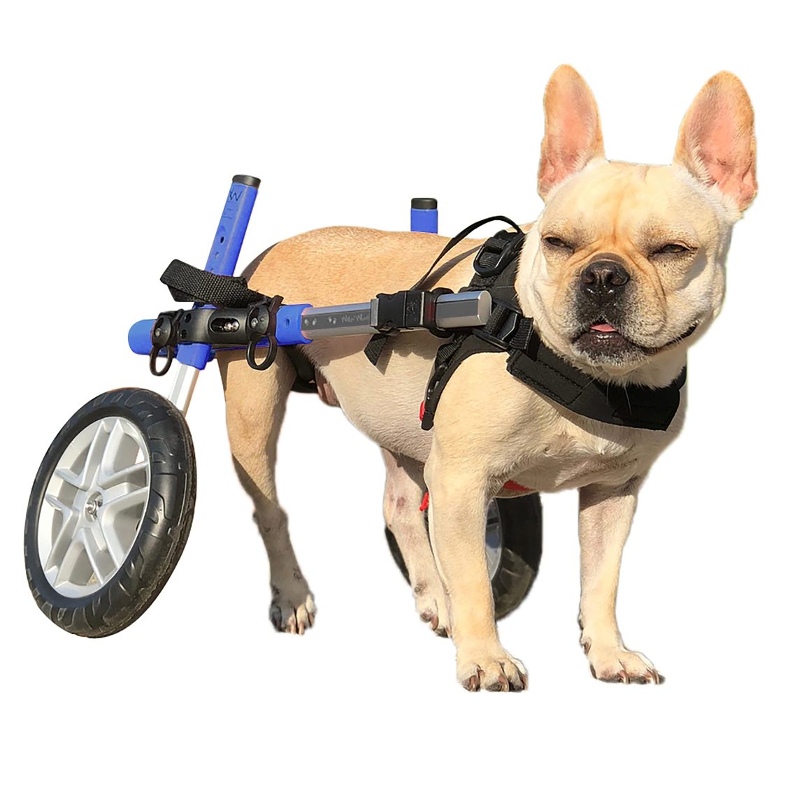 invalidska kolica za pse