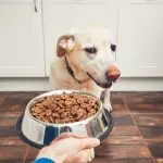 Dog won’t eat without owner