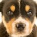 Demodicosis in dogs