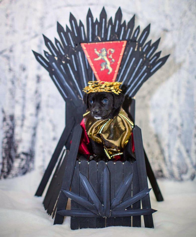 Dogs and cats are the biggest fans of Game of Thrones (photo selection)