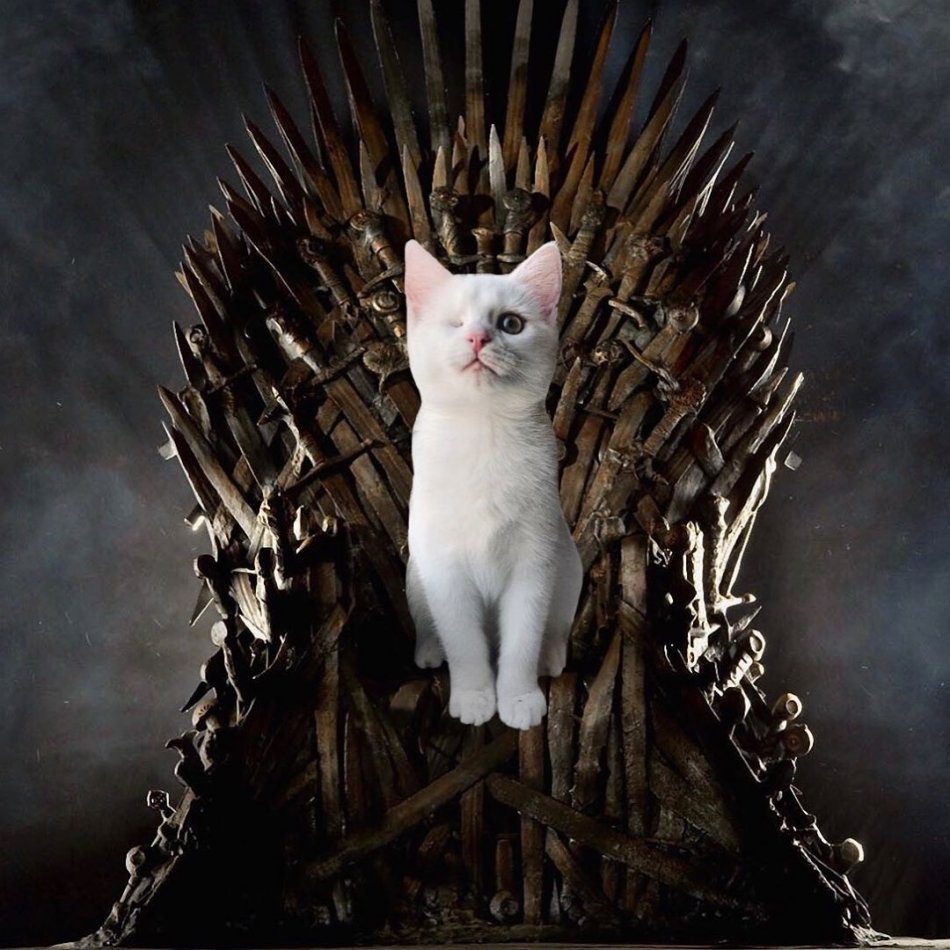 Dogs and cats are the biggest fans of Game of Thrones (photo selection)