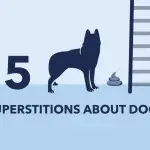 Dogs believe in omens