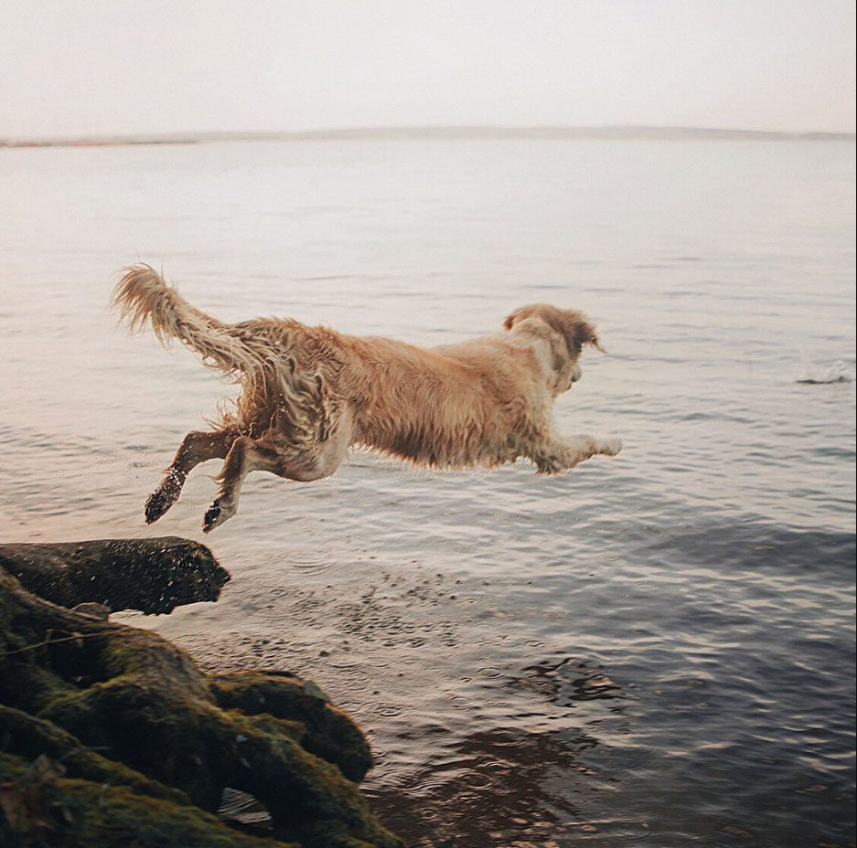 Dogs cant fly? Looking at these photos, you will see otherwise!