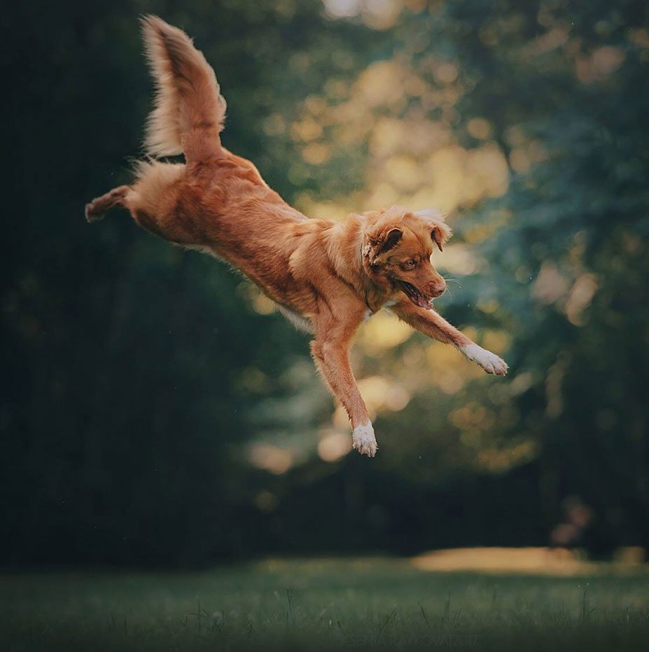 Dogs cant fly? Looking at these photos, you will see otherwise!