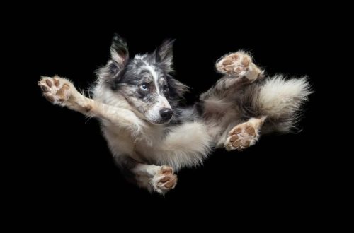 Dogs can&#8217;t fly? Looking at these photos, you will see otherwise!