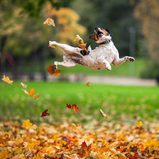 Dogs love autumn leaves too