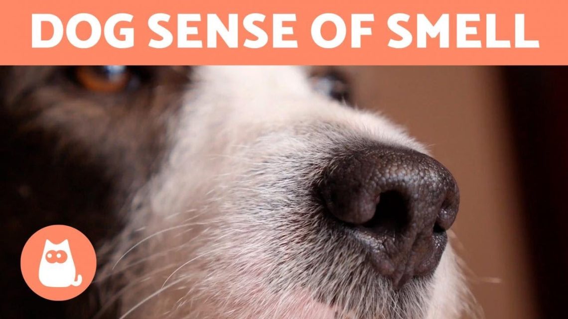 Dogs tell time&#8230;by smell! And 6 more amazing facts. Funny video!