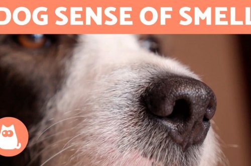 Dogs tell time&#8230;by smell! And 6 more amazing facts. Funny video!