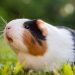 The nature of the guinea pig