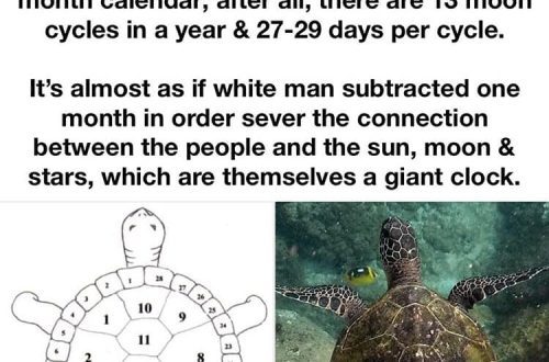 Domestic Turtle Calendar