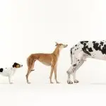Domestication of dogs