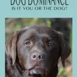 Dominance in Dogs: Does the Alpha Dog Concept Work?
