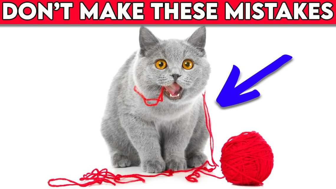 Don&#8217;t do it like this: top 5 mistakes of cat owners