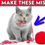 Don’t do it like this: top 5 mistakes of cat owners