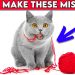 True or False: Popular Cat Myths