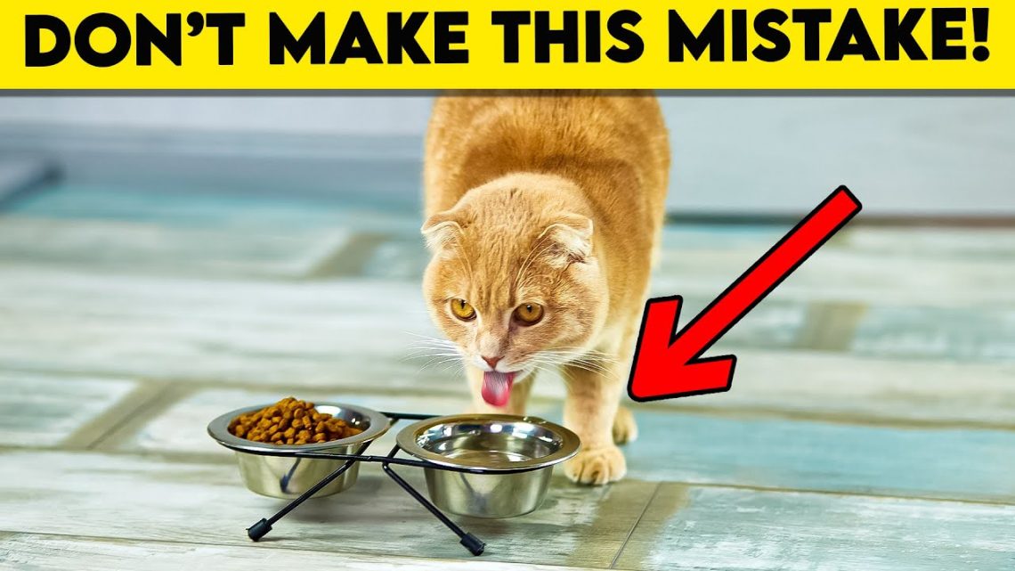 Don&#8217;t Do It: What Shortens a Cat&#8217;s Life?