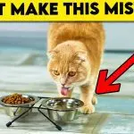 Don’t Do It: What Shortens a Cat’s Life?