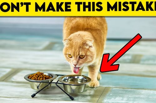Don&#8217;t Do It: What Shortens a Cat&#8217;s Life?